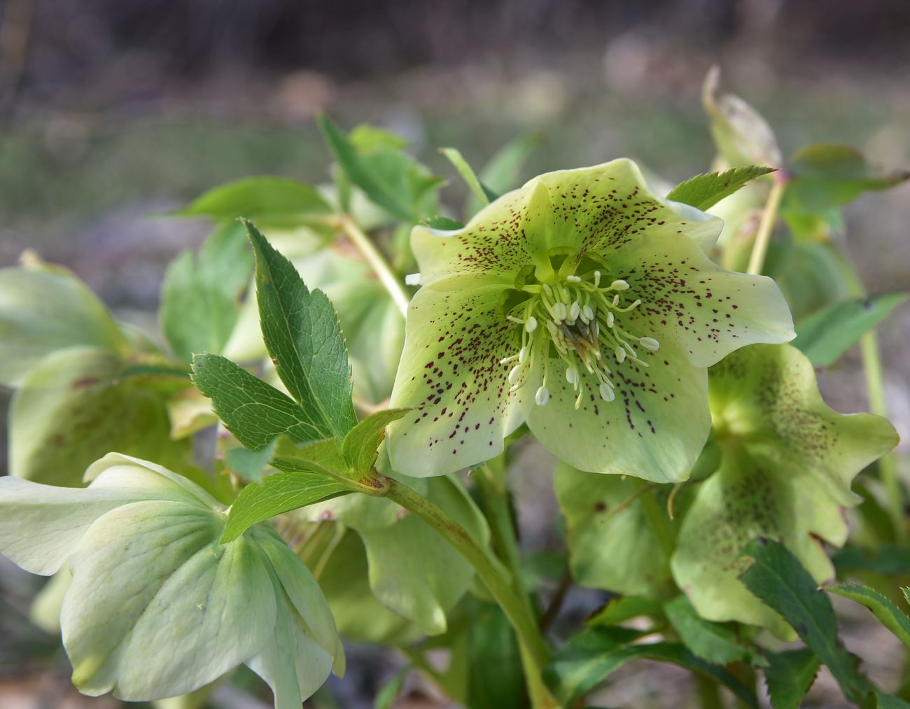 Image of Helleborus caucasicus specimen.