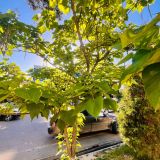 Catalpa bignonioides