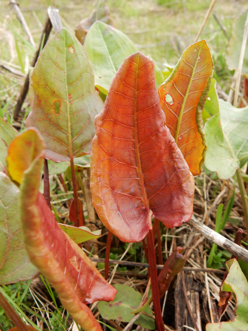 Image of Unknown species specimen.