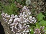 Syringa × chinensis. Соцветие. Казахстан, г. Караганда, проспект Нуркена Абдирова, центральная аллея, посадки кустов на газоне. 16.05.2026.