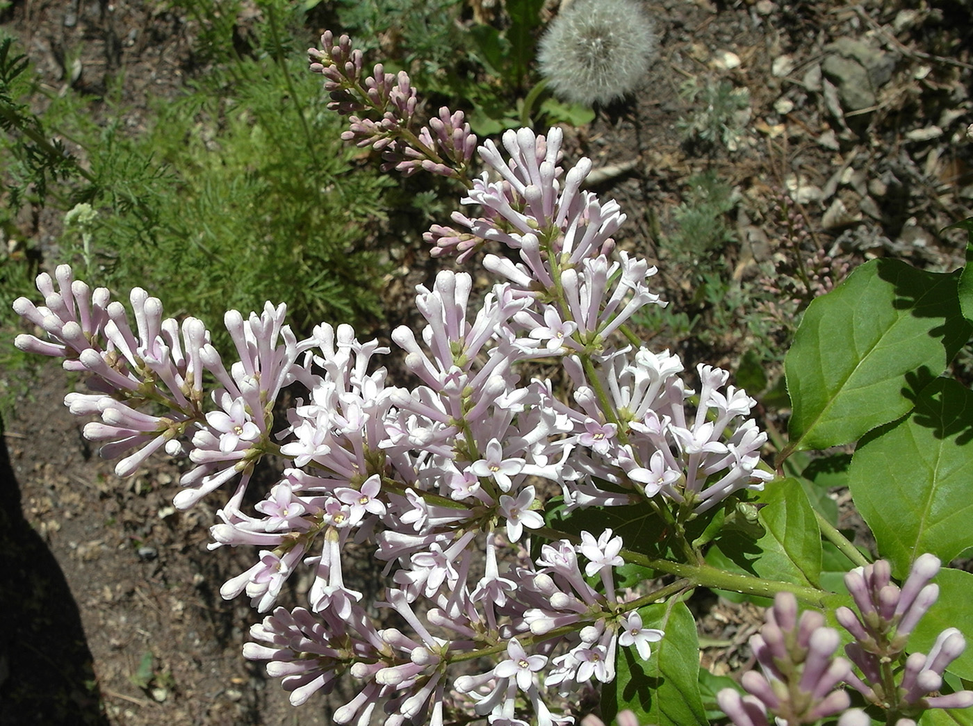 Изображение особи Syringa × chinensis.