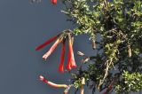 Cantua buxifolia. Веточка с цветками. Перу, регион Арекипа, пров. Кайльома, каньон р. Колка, верхняя часть левого борта каньона. 7 марта 2014 г.