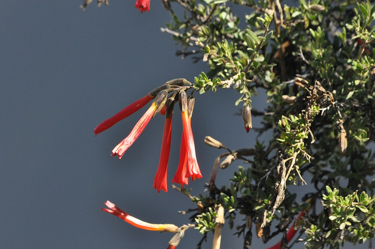 Image of Cantua buxifolia specimen.