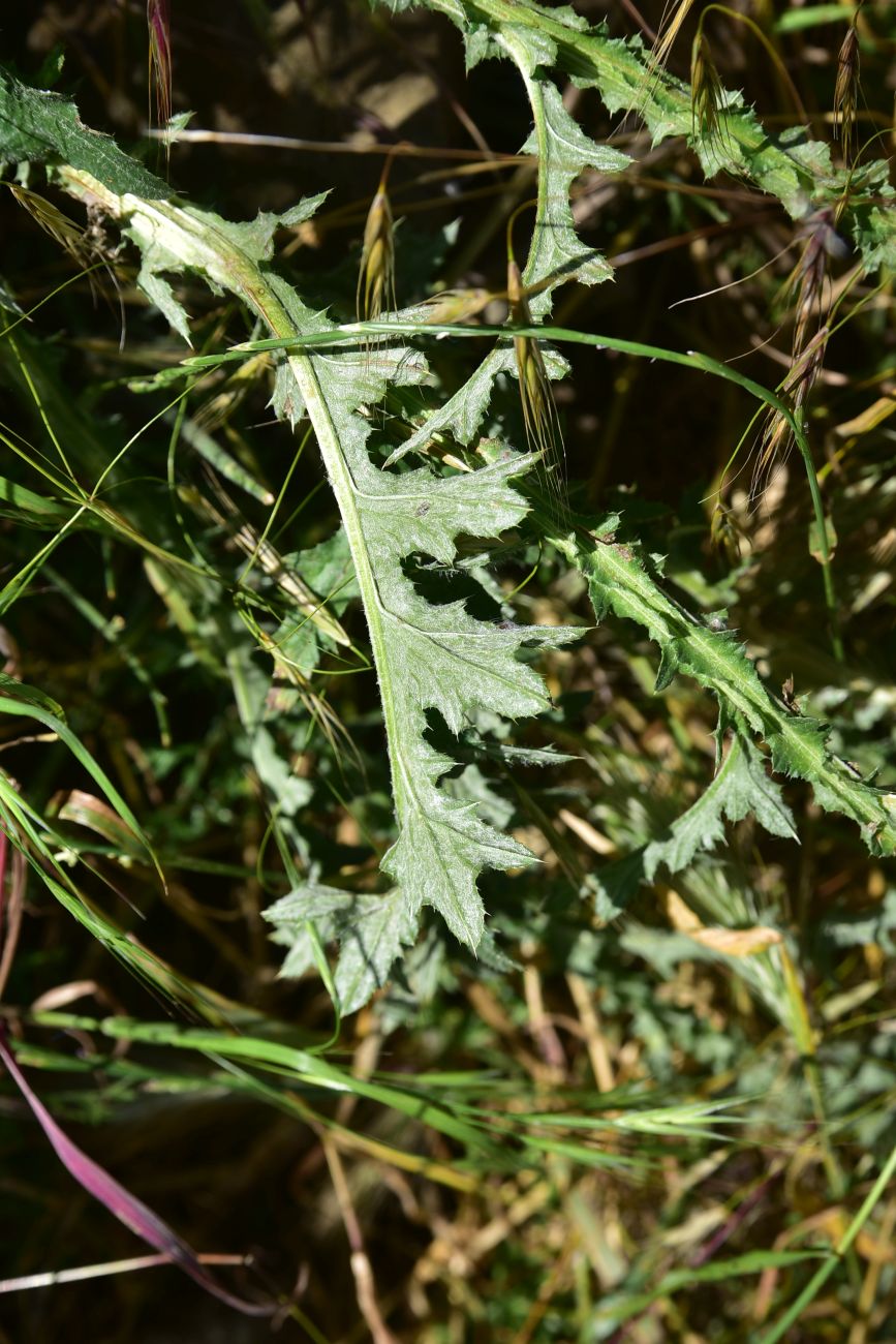Image of genus Carduus specimen.