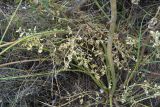 Zosima absinthifolia. Листва. Республика Дагестан, Ахтынский р-н, с. Ахты, горный склон. 29.06.2026.