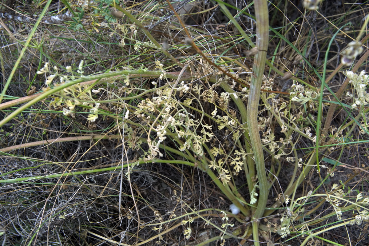 Image of Zosima absinthifolia specimen.