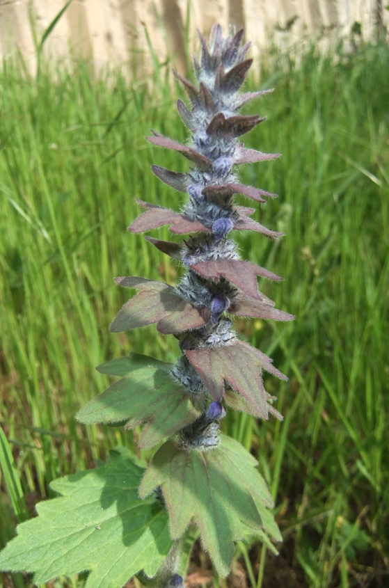 Изображение особи Ajuga genevensis.