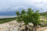 Изображение особи. Автор - Илья Михеев