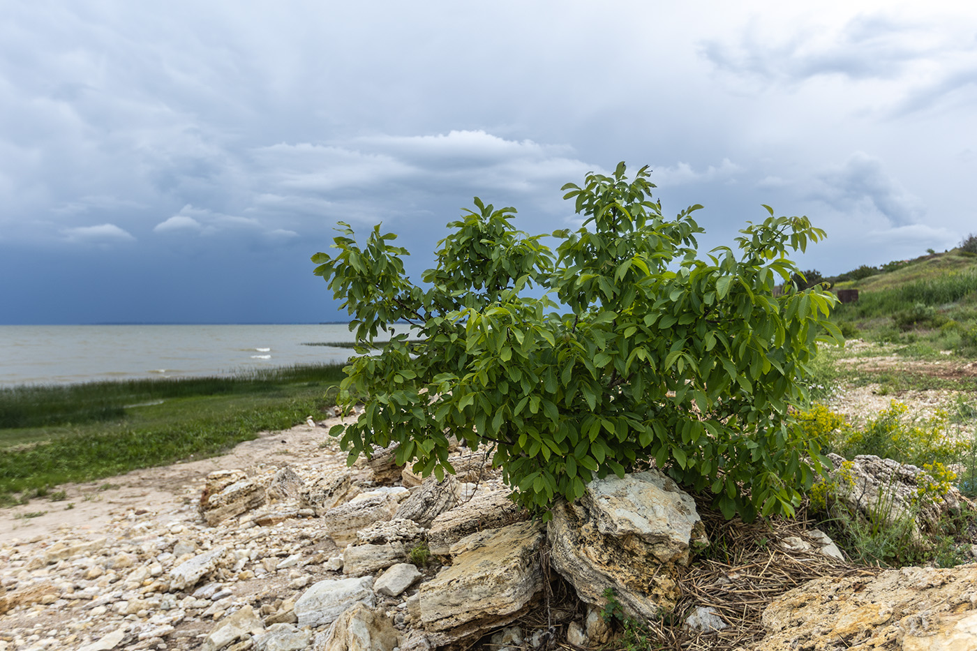 Изображение особи Juglans regia.