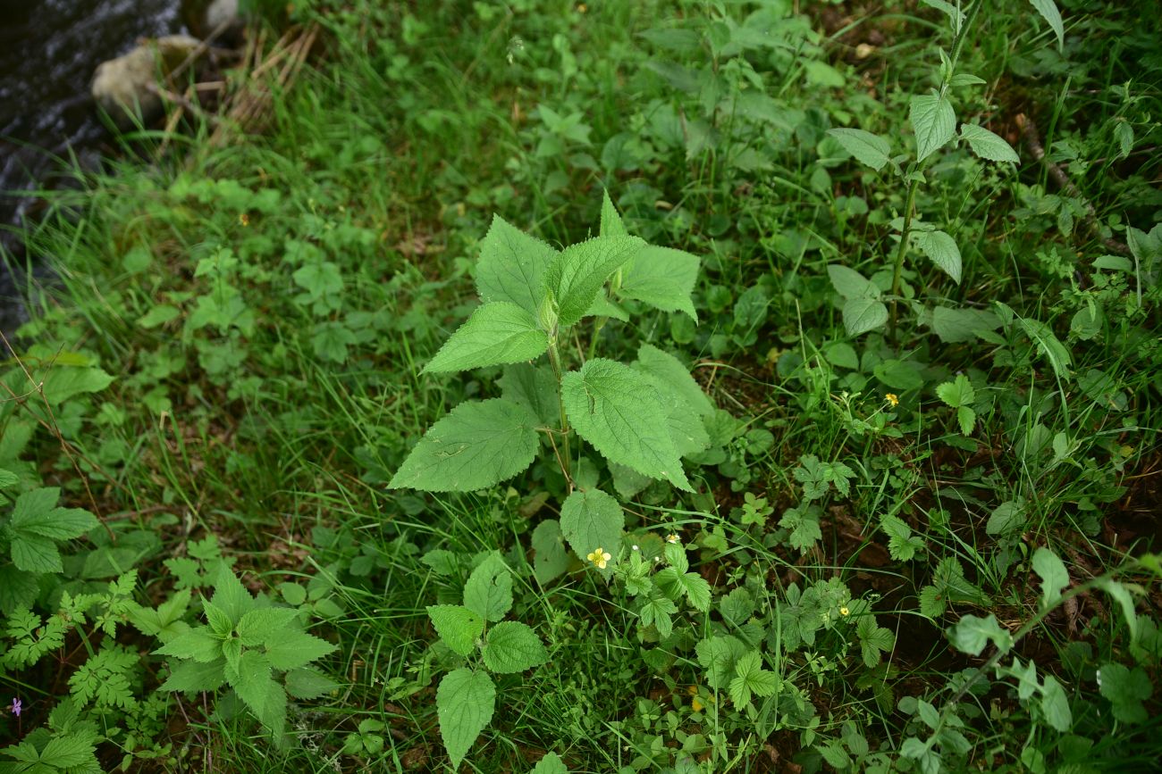 Image of familia Lamiaceae specimen.