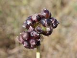 Allium caeruleum