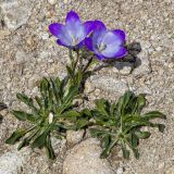Campanula biebersteiniana. Цветущее и вегетирующее растения. Карачаево-Черкесия, Карачаевский р-н, окр. оз. Шобайдак-Кёль (Мухинское), ≈ 3000 м н.у.м., альпийский луг. 29.07.2026.