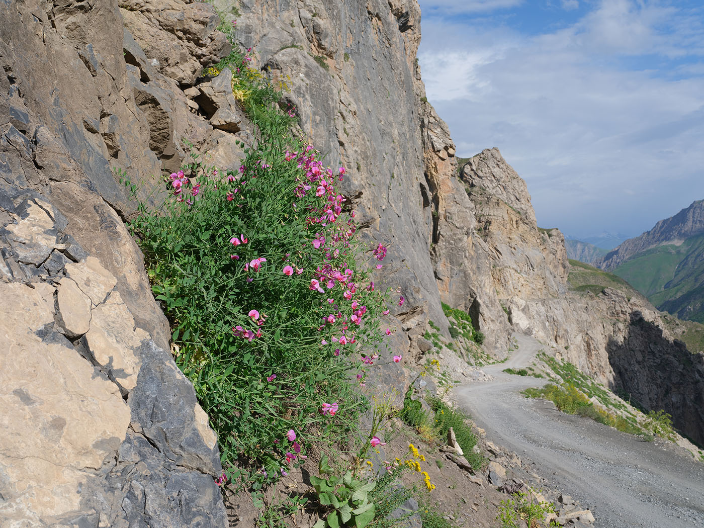 Image of Lathyrus mulkak specimen.