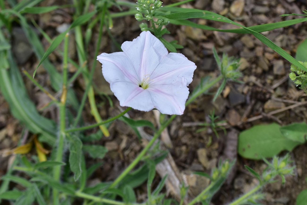Изображение особи Convolvulus pilosellifolius.