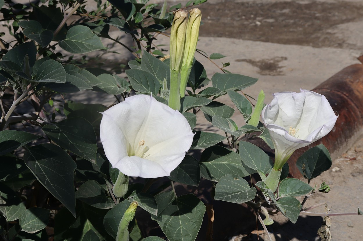 Image of Datura wrightii specimen.