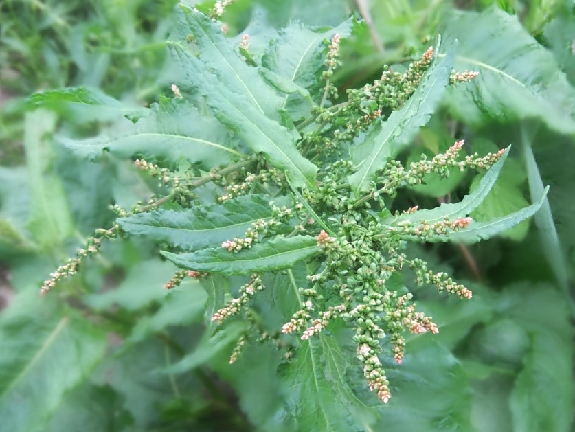 Image of Rumex obtusifolius specimen.