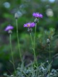 unknown species. Соцветие. Турция, ил Артвин, р-н Юсуфели, выше дер. Гюльпынар, выс. 1745 м н.у.м., среди невысоких дубов и сосен. 13 июня 2026 г.