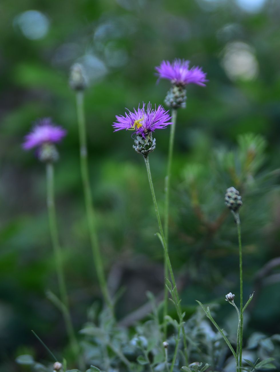 Image of Unknown species specimen.