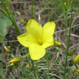 Linum czernjajevii