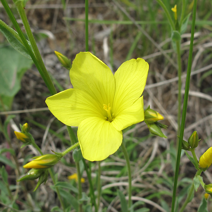 Изображение особи Linum czernjajevii.