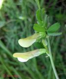 Vicia hybrida