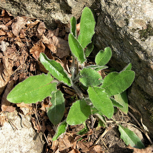 Image of Hieracium sylvularum specimen.