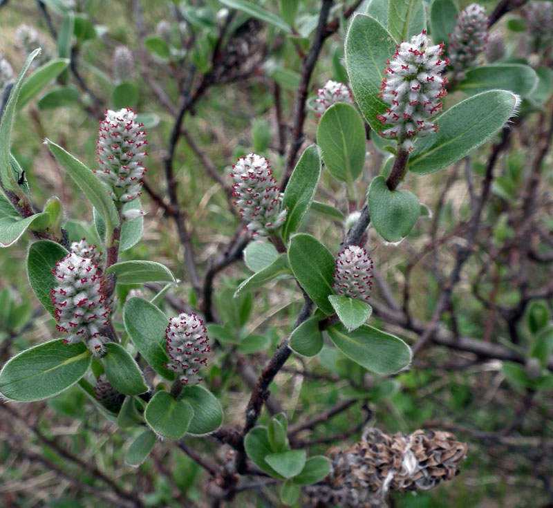 Изображение особи Salix glauca.