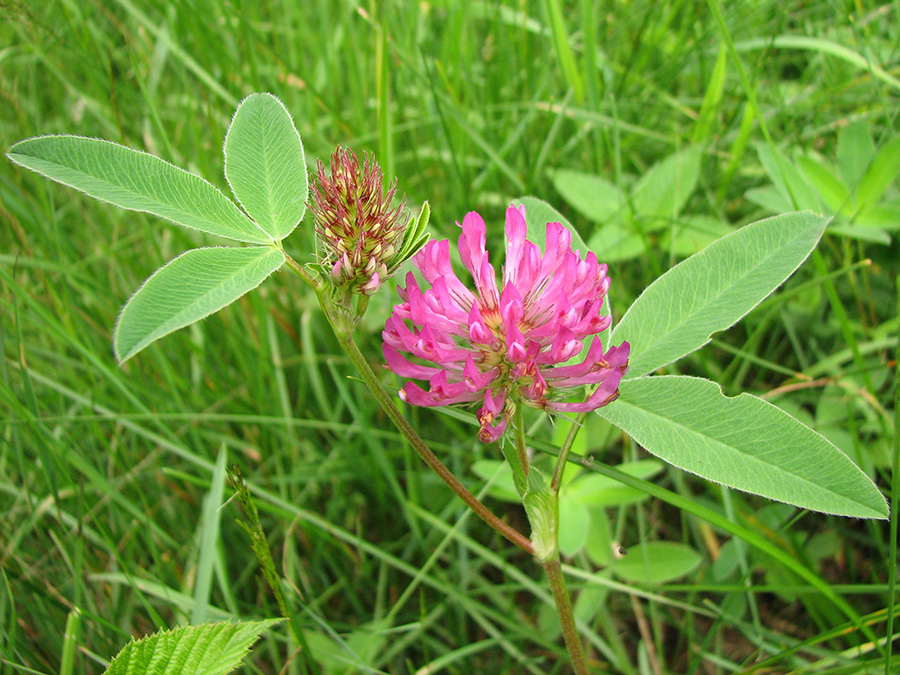 Изображение особи Trifolium medium.