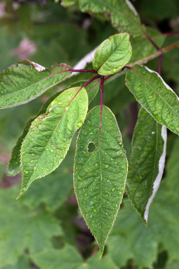 Image of Hydrangea heteromalla specimen.