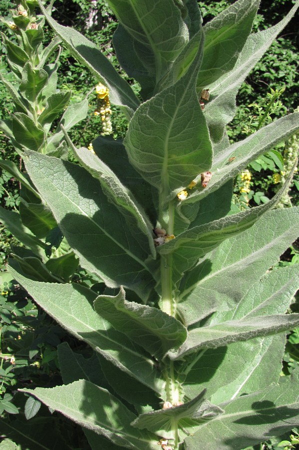 Image of Verbascum densiflorum specimen.