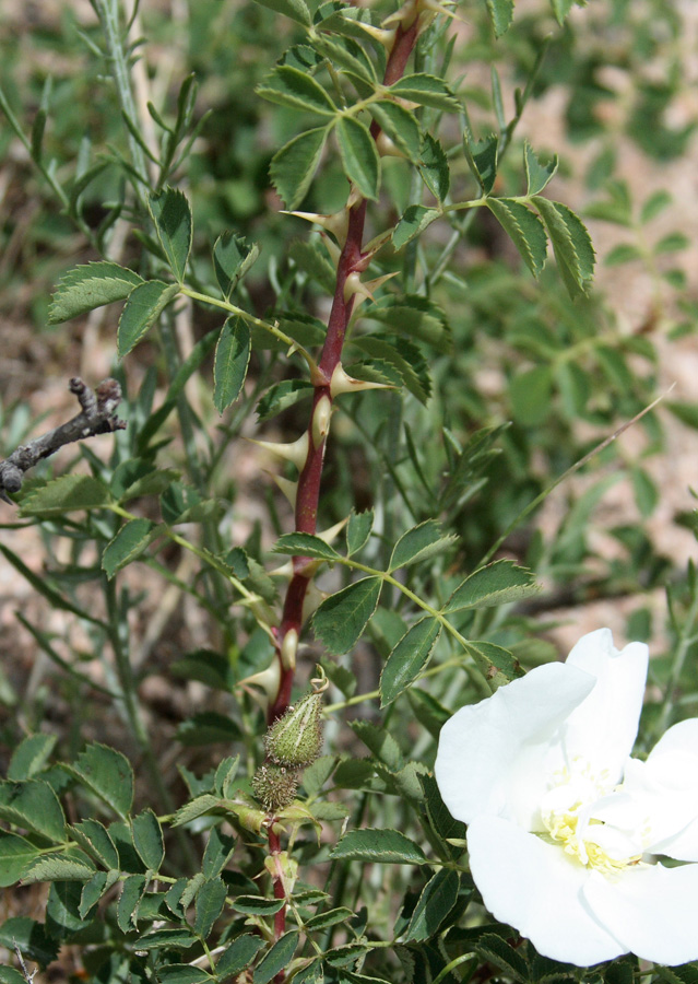 Image of Rosa fedtschenkoana specimen.