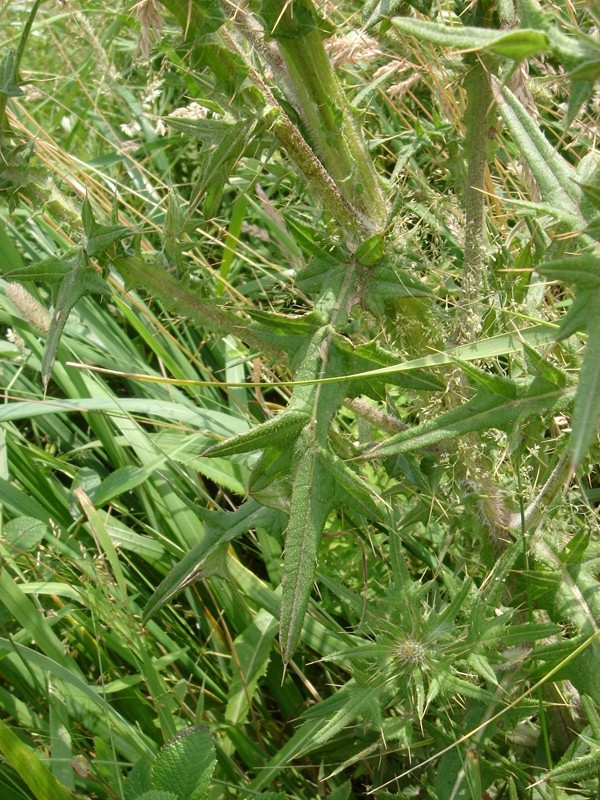Image of Cirsium vulgare specimen.