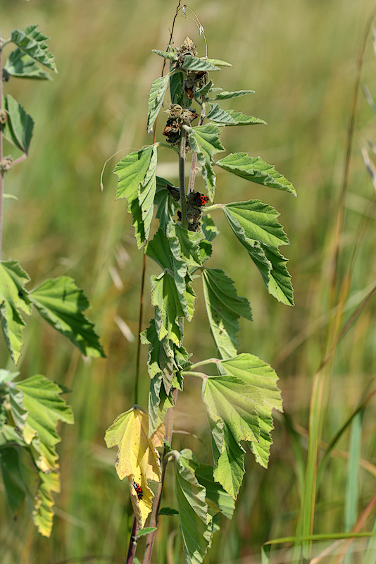 Image of Althaea officinalis specimen.