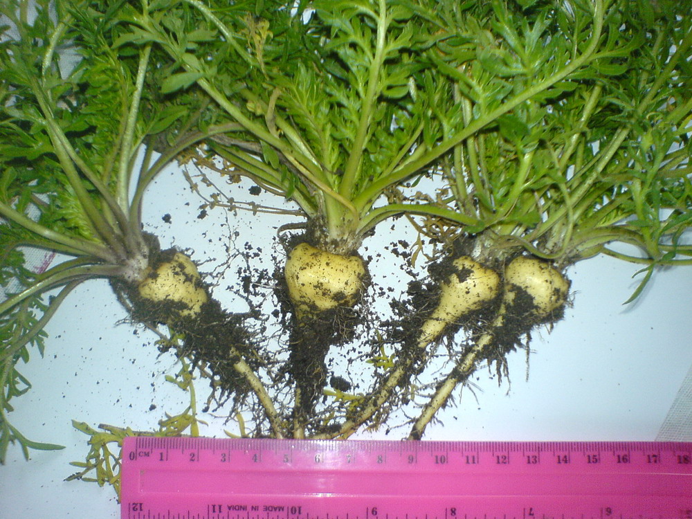 Image of Lepidium meyenii specimen.