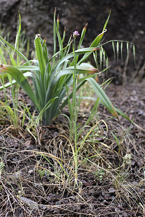 Image of Allium barsczewskii specimen.