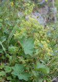 Alchemilla murbeckiana. Цветущее растение. Мурманская обл., Восточный Мурман, окр. пос. Дальние Зеленцы, луговина на северном склоне сопки у начала дороги на Порчниху. 03.08.2010.