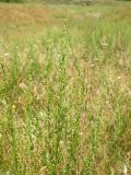 Artemisia campestris