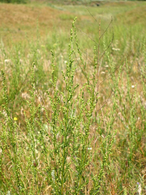 Изображение особи Artemisia campestris.