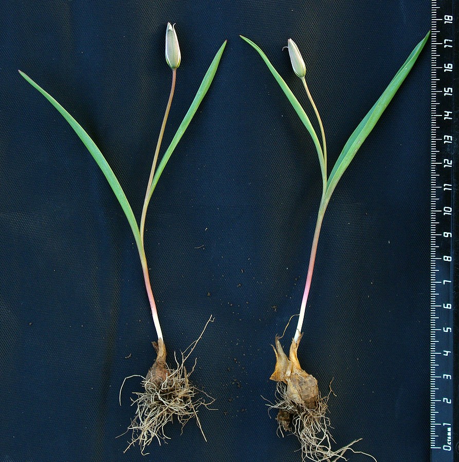 Image of Tulipa dasystemonoides specimen.