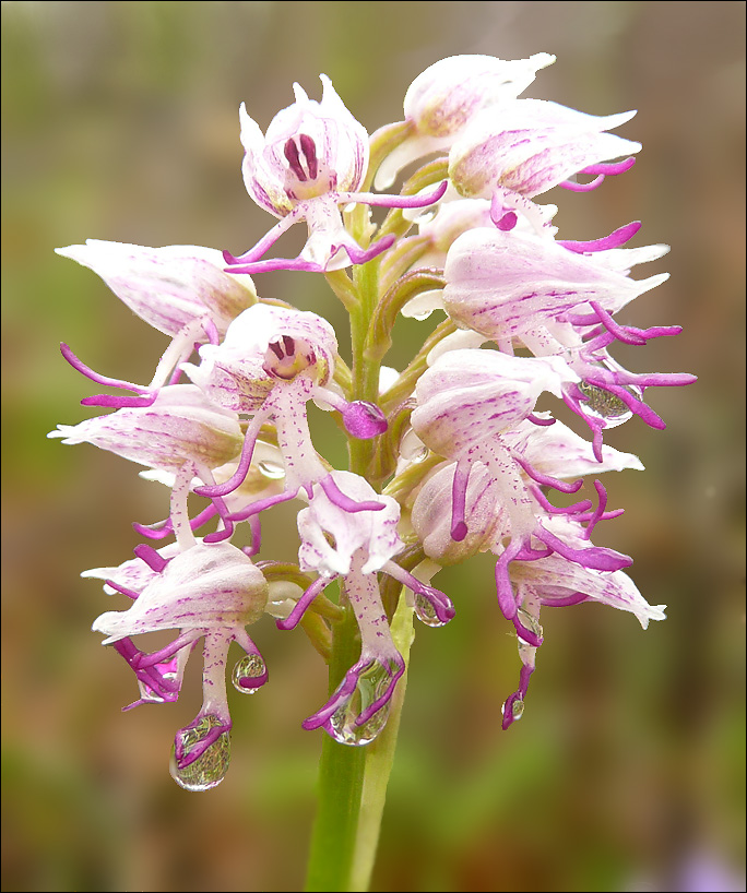 Изображение особи Orchis simia.