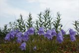 Campanula rotundifolia. Цветущее растение (Campanula groenlandica Berlin). Мурманская обл., п-ов Средний, м. Волоковый, побережье. 28.07.2009.