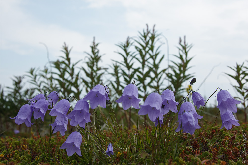 Изображение особи Campanula rotundifolia.