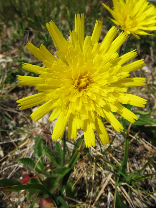 Изображение особи Hieracium alpinum.