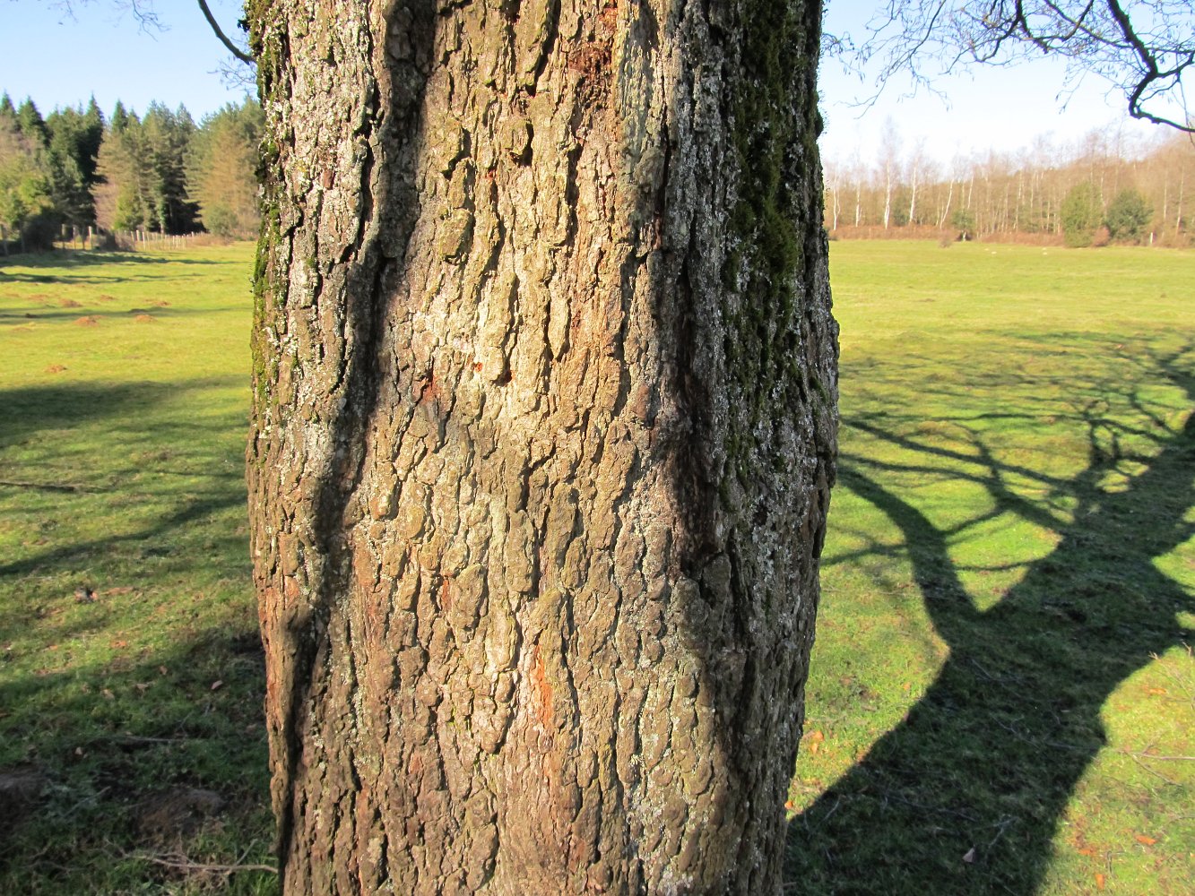 Изображение особи Alnus glutinosa.