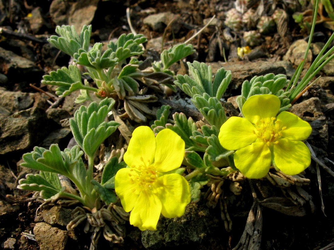 Изображение особи Potentilla acaulis.