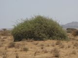 Nitraria retusa. Взрослое растение. Израиль, долина Арава, солончак Эйн-Эврона. 26.05.2011.