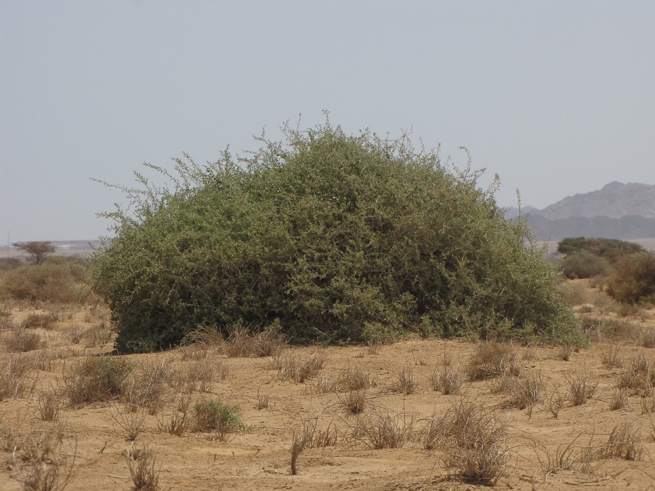 Image of Nitraria retusa specimen.