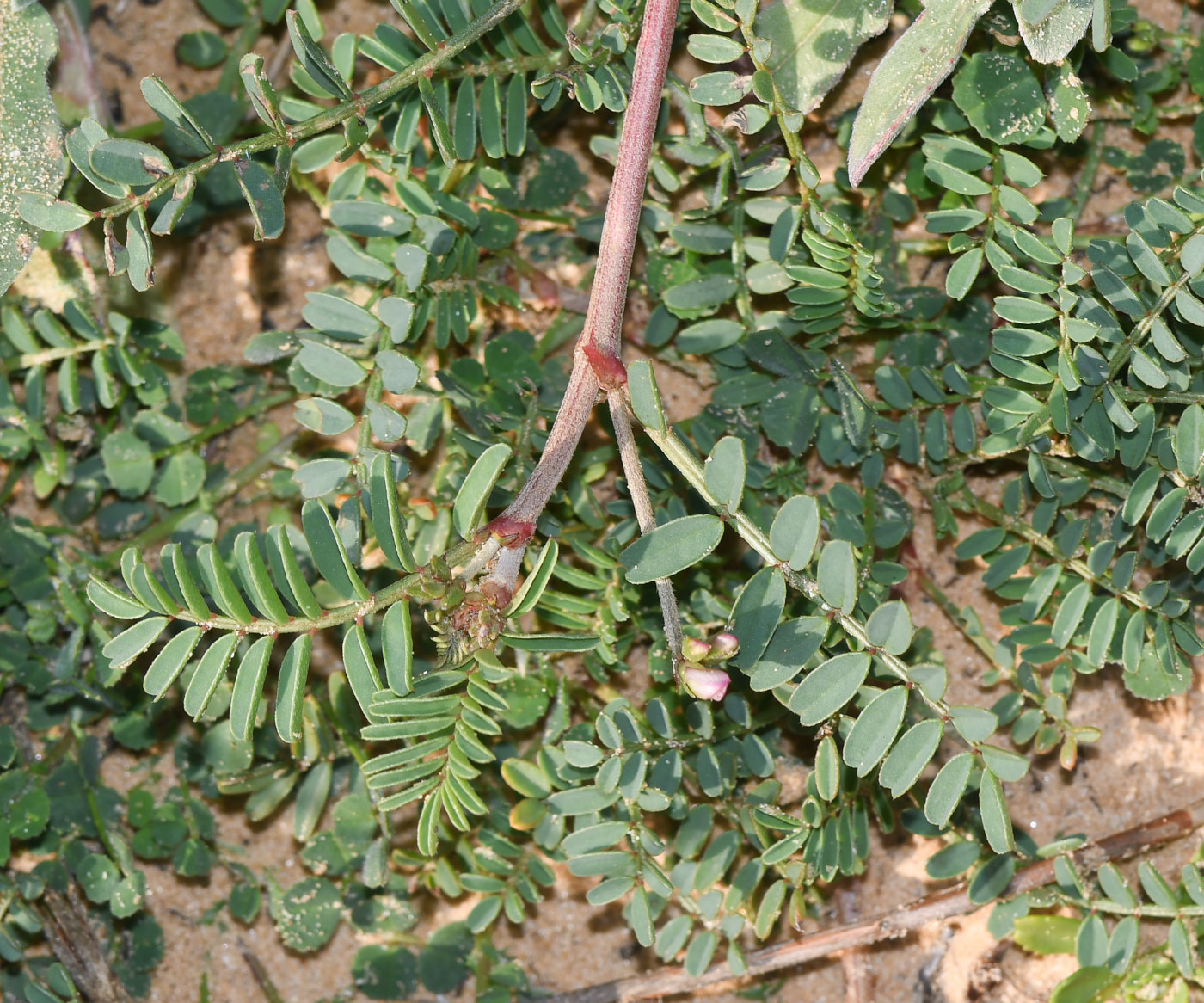 Изображение особи Hedysarum spinosissimum.