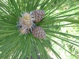 Pinus pallasiana. Верхушка побега с незрелыми шишками. Крым, Ялтинская яйла. 30 апреля 2012 г.