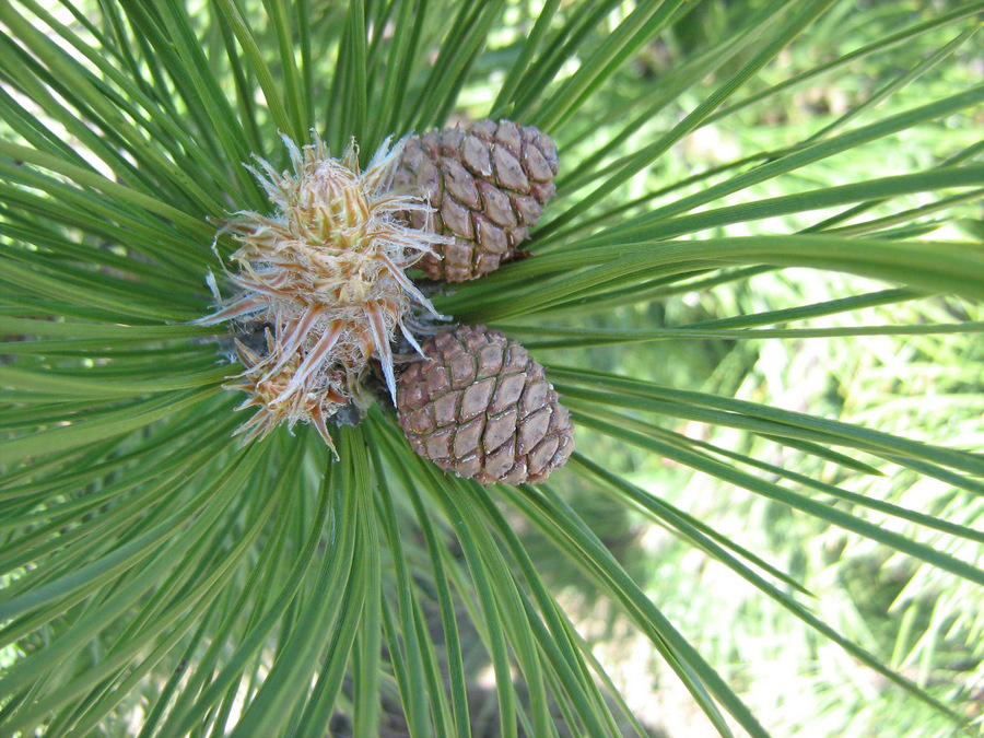 Изображение особи Pinus pallasiana.